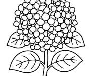 Coloriage et dessins gratuit Fleur Hortensia en maternelle à imprimer