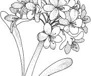 Coloriage Fleur Hortensia haut qualit&eacute;