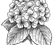 Coloriage Fleur Hortensia imprimable