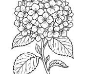Coloriage Fleurs et Hortensia en ligne