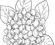 Coloriage Fleurs Hortensia &agrave; compl&eacute;ter