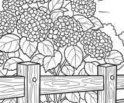 Coloriage G&eacute;ante Hortensia dans le jardin