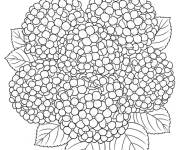 Coloriage Grosse de Hortensia