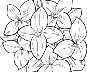 Coloriage Hortensia &agrave; t&eacute;l&eacute;charger