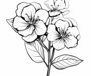 Coloriage Hortensia a trois fleurs