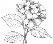 Coloriage Hortensia align&eacute;