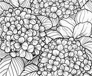 Coloriage Hortensia assembl&eacute;es dans le champ des fleurs