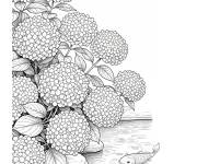Coloriage Hortensia au bord de la rivi&egrave;re