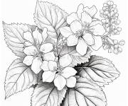 Coloriage Hortensia au crayon