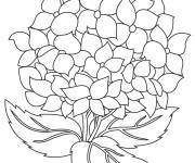 Coloriage et dessins gratuit Hortensia aux jolies p&eacute;tales à imprimer