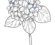 Coloriage et dessins gratuit Hortensia avec des p&eacute;tales en bleu à imprimer