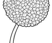 Coloriage Hortensia avec un long tige