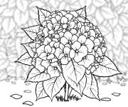 Coloriage Hortensia coloriable