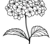 Coloriage et dessins gratuit Hortensia cp à imprimer