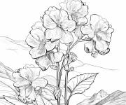 Coloriage Hortensia dans la montagne
