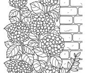 Coloriage Hortensia dans le coin de la maison