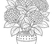 Coloriage Hortensia dans un pot
