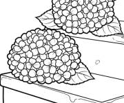 Coloriage Hortensia dans une boite de cadeau