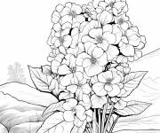 Coloriage Hortensia de montagne