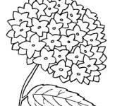 Coloriage et dessins gratuit Hortensia dessin&eacute; pour enfants à imprimer