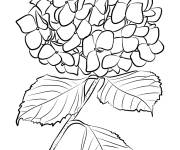 Coloriage et dessins gratuit Hortensia d&eacute;taill&eacute; à imprimer