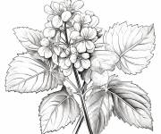 Coloriage Hortensia d&eacute;taill&eacute; pour enfants