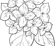 Coloriage et dessins gratuit Hortensia en couleurs à imprimer