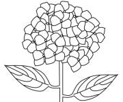 Coloriage Hortensia