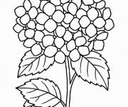 Coloriage Hortensia en noir et blanc