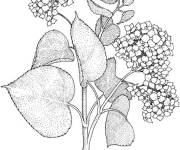 Coloriage Hortensia en points