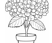 Coloriage Hortensia en pot