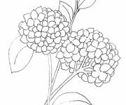Coloriage Hortensia en ps
