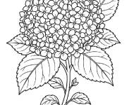 Coloriage Hortensia en vecteur