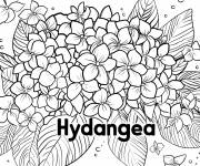 Coloriage Hortensia et la beaut&eacute; de la nature