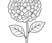 Coloriage et dessins gratuit Hortensia facile à imprimer