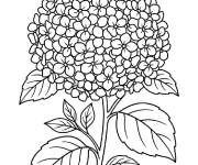 Coloriage Hortensia imprimable