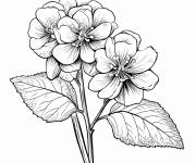 Coloriage Hortensia macrophylle