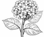 Coloriage Hortensia naturel