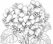 Coloriage Hortensia panicul&eacute;