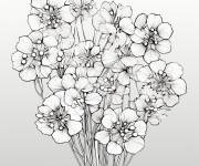 Coloriage Hortensia panicul&eacute; complexe