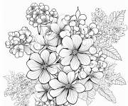 Coloriage Hortensia panicul&eacute; d&eacute;taill&eacute;