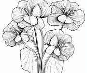 Coloriage Hortensia panicul&eacute; facile