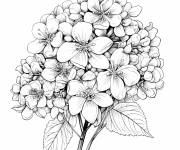 Coloriage Hortensia panicul&eacute; pour enfants
