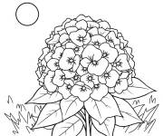 Coloriage Hortensia parmi les plantes