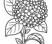 Coloriage Hortensia petite section