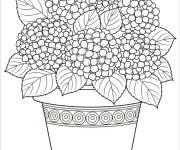 Coloriage Hortensia pos&eacute;e sur un pot