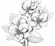 Coloriage Hortensia pour adulte