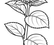 Coloriage Hortensia pour ce1