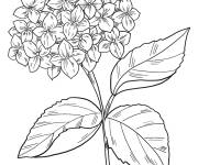 Coloriage Hortensia pour les amoureux de la nature