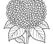 Coloriage Hortensia pour les petits